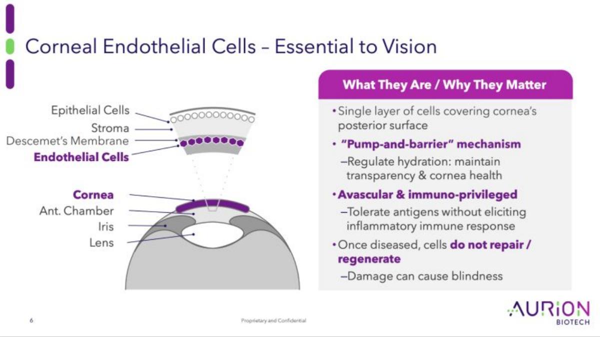 Aurion Biotech pitch deck slide 6 of 25