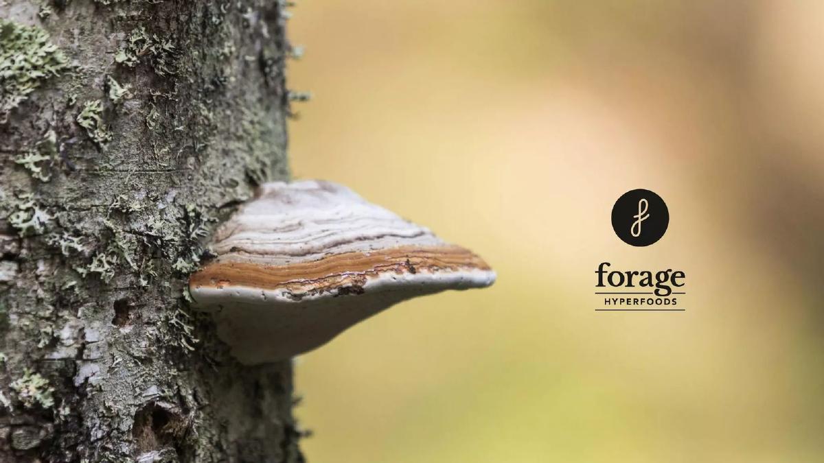 Forage Hyperfoods Inc pitch deck slide 1 of 18