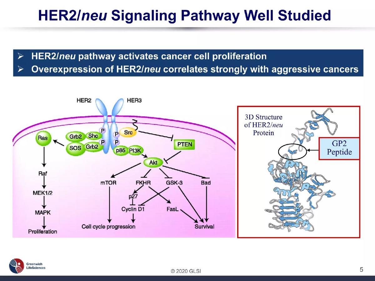 Greenwich LifeSciences (GLSI) pitch deck slide 5 of 15