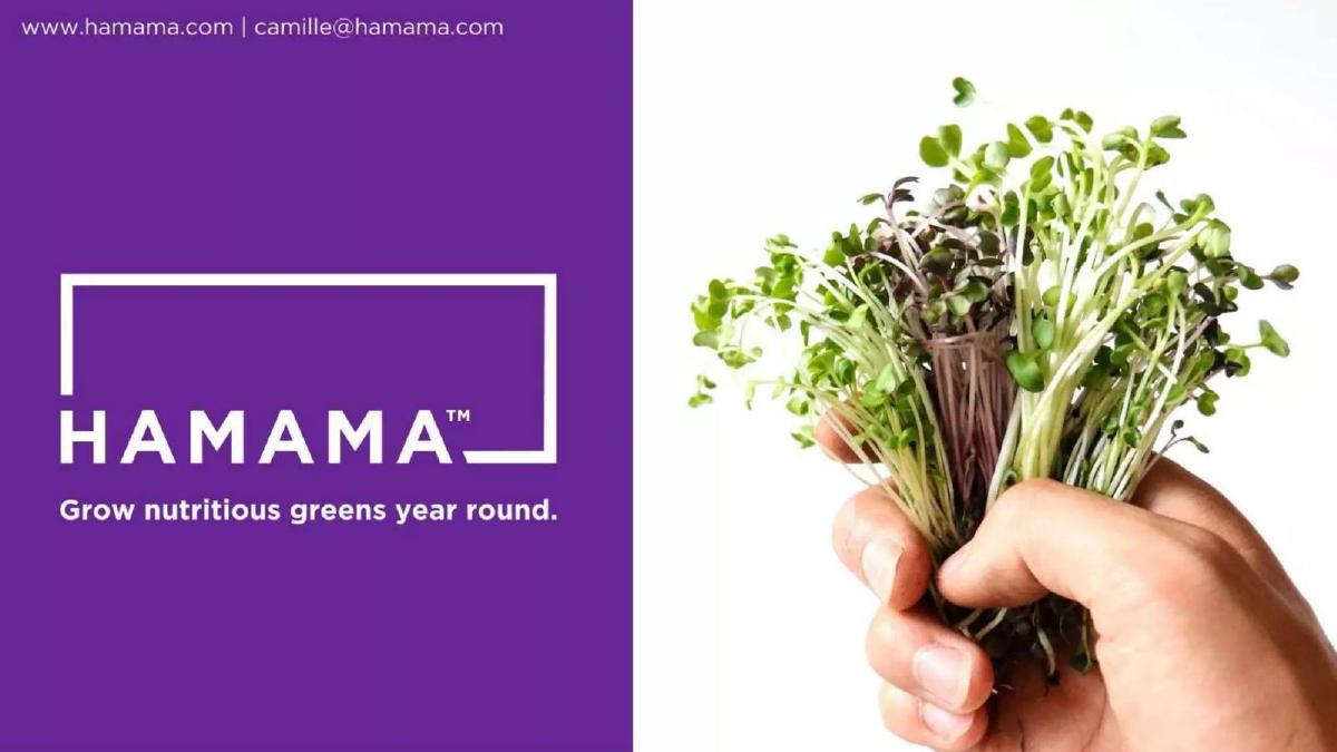 Hamama pitch deck slide 1 of 11