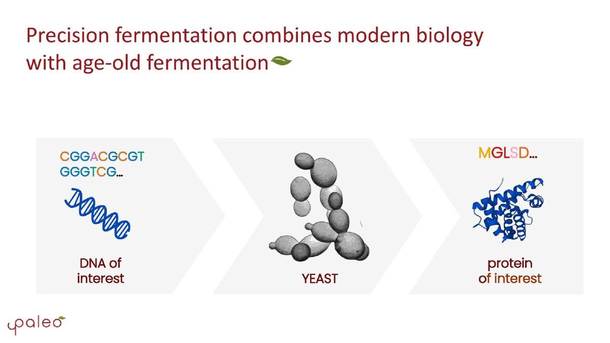 Paleo pitch deck slide 4 of 10