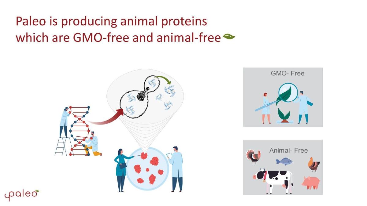 Paleo pitch deck slide 5 of 10