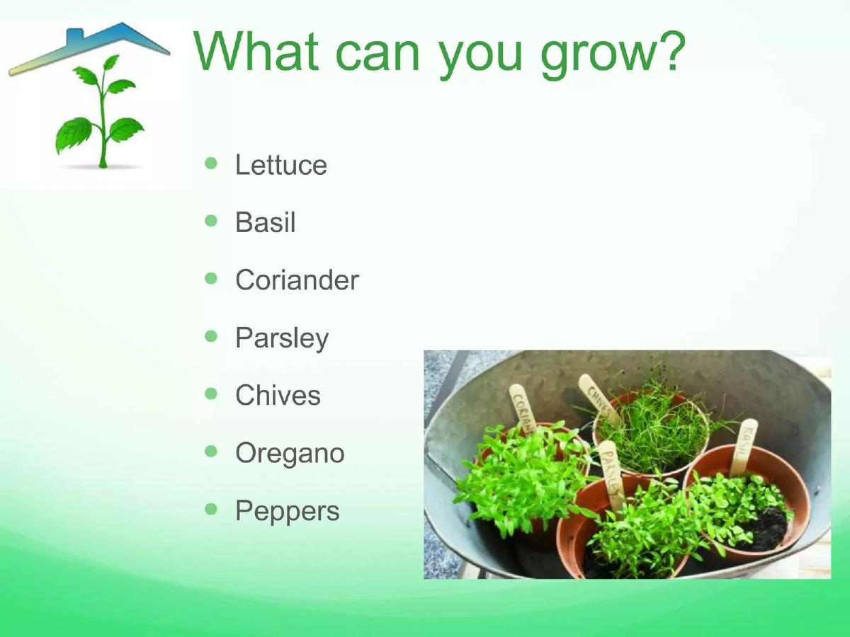 Pino pitch deck slide 5 of 12