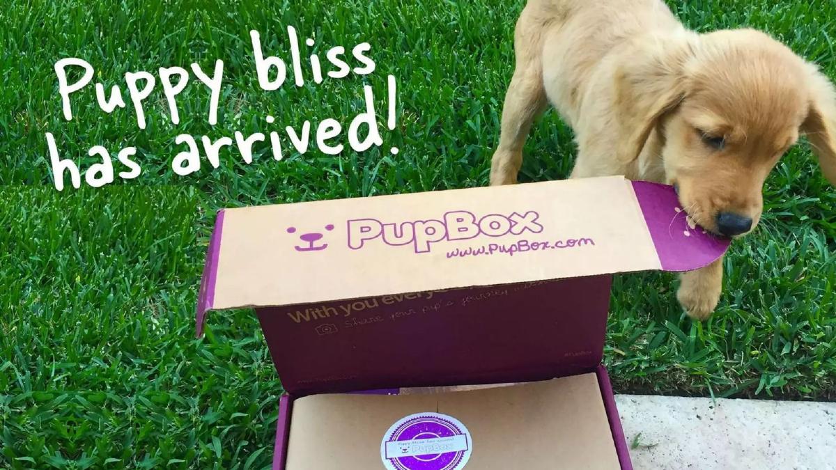 PupBox pitch deck slide 1 of 15