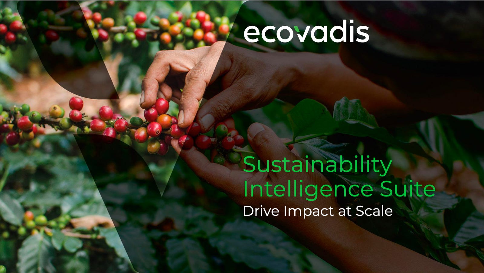 Cover slide of the EcoVadis pitch deck — Growth 2024