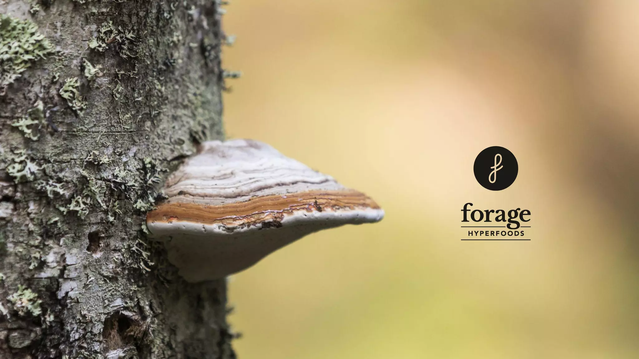 Cover slide of the Forage Hyperfoods Inc pitch deck — Early Stage / Growth 2021